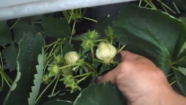 Земляника. Зреет урожай часть №3. Сорт Клери. смотреть онлайн