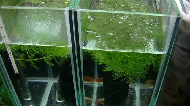 Разводня на Дому "Плоды" смотреть онлайн