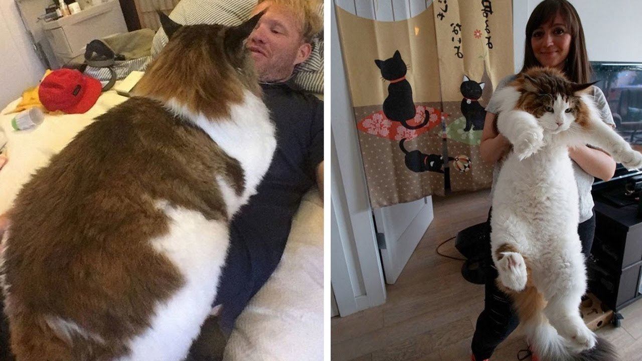 Кот самый большой кот в мире фото