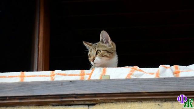 - Не залезай, упадешь! – кричал кот Бонифаций маленькому котёнку, пытавшемуся поймать голубя смотреть онлайн