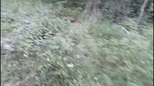 Пошли изучать лес, нашли свалку и заблудились 2023 06 24_174dd31e-a953-478f-8cf3-fbfd907e04f8 2023 0