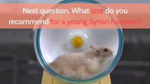 What is the recommended wheel size for a Syrian hamster? - Hamster Wheel FAQ