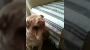 Шарпей может за себя постоять