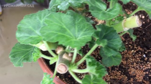 Не Ожидал! Бабушкин Способ Реально Работает! В Феврале Пеларгония (Герань) ИЗ ПАЛКИ Прет Во Всю! смотреть онлайн