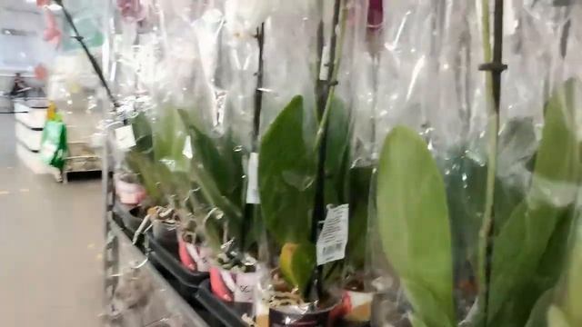 Леруа:РОСКОШНЫЙ завоз ОРХИДЕЙ,вот это ПРИВОЗ!25.08.22,ТЦ "Космопорт",Самара,ул. Дыбенко,30. смотреть онлайн