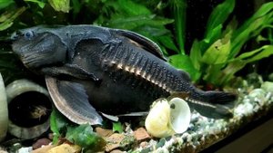 Платидорас в аквариуме ( редкие встречи)