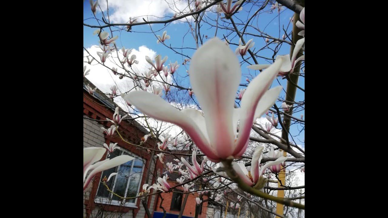 Цветет магнолия.#магнолия #магнолиядерево #цветы #magnolia #весна