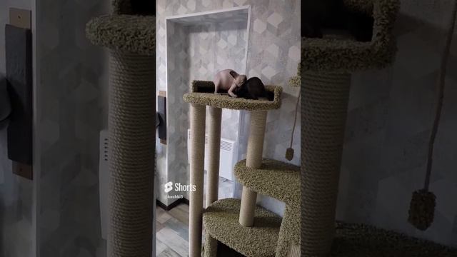 Сфинксы и ориентал, опасные игры😂#котята #канадсиесфинксы #ориентальныйкот