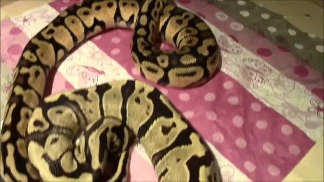 Ball Python Morph TV Folge 1 - Kanal und Bestands Vorstellung смотреть онлайн