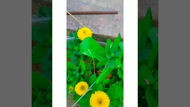 Today's Garden View 😍 #terracegarden #beautiful #flowers #rose #petunia #calendula #likeforlik # смотреть онлайн