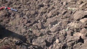 Мотоблок пашет  сам ?