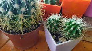 Эхинокактус Грузони. Уход за кактусом. Echinocactus Grusonii
