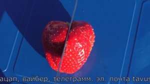 НАНДИ среднеспелый сорт клубники