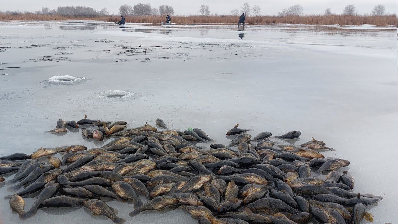 ПЕРВЫЙ ЛЕД! ГЛУБИНА 30 СМ КЛЮЕТ ОДИН ЗА ОДНИМ! РЫБАЛКА НА РОТАНА смотреть онлайн