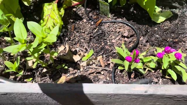 An Exciting Announcement, Plant Haul, Planting, Cooking With The First Herbs Of The Season | VLOG