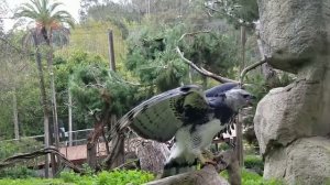 Реальный летающий монстр! Самый сильный орел на планете!