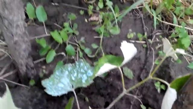 Виноград АГАТ ДОНСКОЙ поэтапное развитие куста возле забора (3 часть) смотреть онлайн