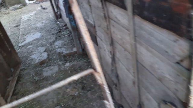 Николаевские голуби (Херсонская обл --- с Шкурыновка). Бунчук .Ю.Г. 2023г. смотреть онлайн