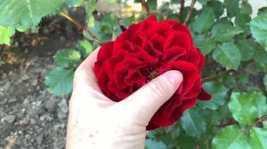 Роза Изабель Ренессанс ( Rose Isabelle Renaissance ) вся правда о розе 15. 06. 2021 г. Киев