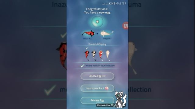 Dragons and Koi fish! -w- Zen Koi 2 gameplay смотреть онлайн