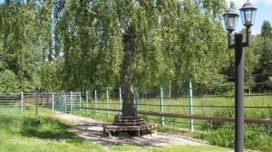 Лосиная ферма, Кострома. В гости к лосям на Сумароковскую лосеферму