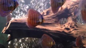 Коричневые дискусы