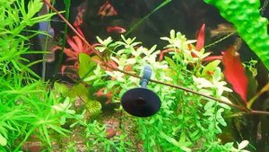 Эхинодорус Магрибинец