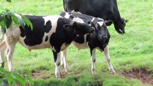 Учите животных на английском языке #19 Обезьяна Тигр Лев Кошки Собаки  Дикие животные #корова #poem