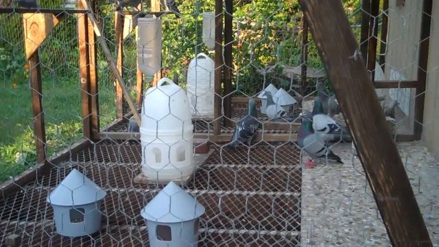 Racing Pigeons; Care of Breeders at End of Breeding Season, Lavender Hill Lofts, Washington DC смотреть онлайн