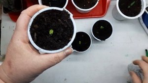 Рассада огурцов не вытягивается. Делюсь секретом.