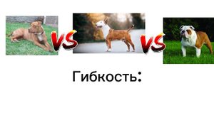 Питбуль против Бультерьера против Английского Бульдога
