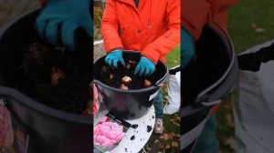 Когда сажать тюльпаны ? Лучше всего в декабре.