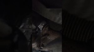 ford Focus 2"Ремонт глушителя"