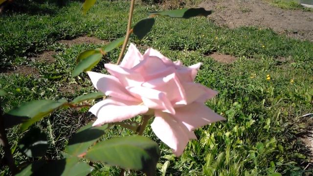 РОЗА СИСИ (чайно-гибридная роза Сиси)обзор смотреть онлайн