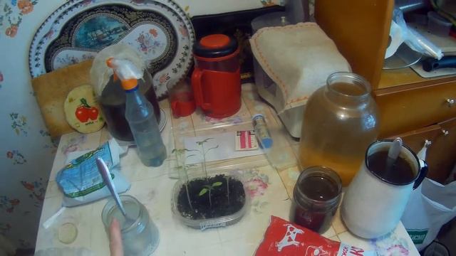 подкормка рассады дача под Архангельском смотреть онлайн