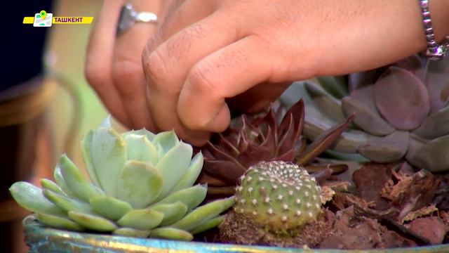 Тош Атиргул / молодило / смотреть онлайн