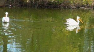 Фламинго, Пеликаны, Уточки - Ростовский зоопарк