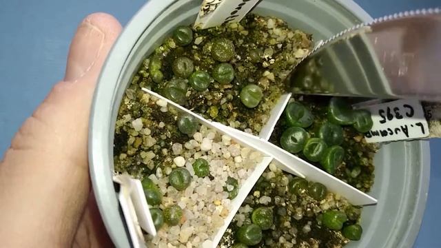 Литопсы: от посадки до первой линьки / Lithops: from seedlings to first leaves changing смотреть онлайн