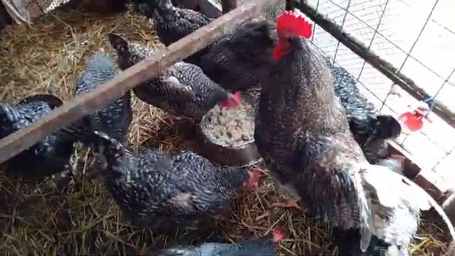 Куры молодки занеслись.(Доминанты стартуют)