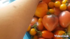 Томат "Немецкая оранжевая клубника "