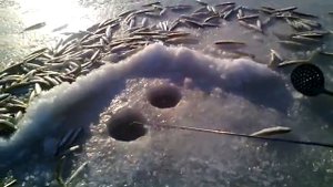 Корюшка на махалки(2) бухта "Мелководная" 2016 год, декабрь