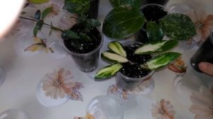 Спрашивали про полив ? // Пересадка хой