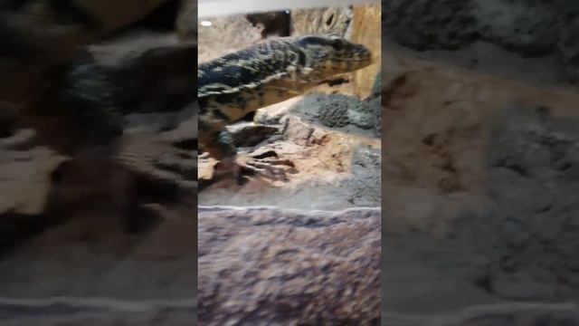 какие красивые животные ,лисичка среди зверей)!) смотреть онлайн