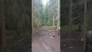 Охота на кабана в Московской области с вышки.