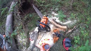 Дали 150 кубов леса!!!Рубим вдвоем!!!