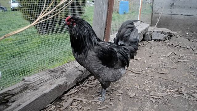 Ameraucana Rooster and his flock смотреть онлайн