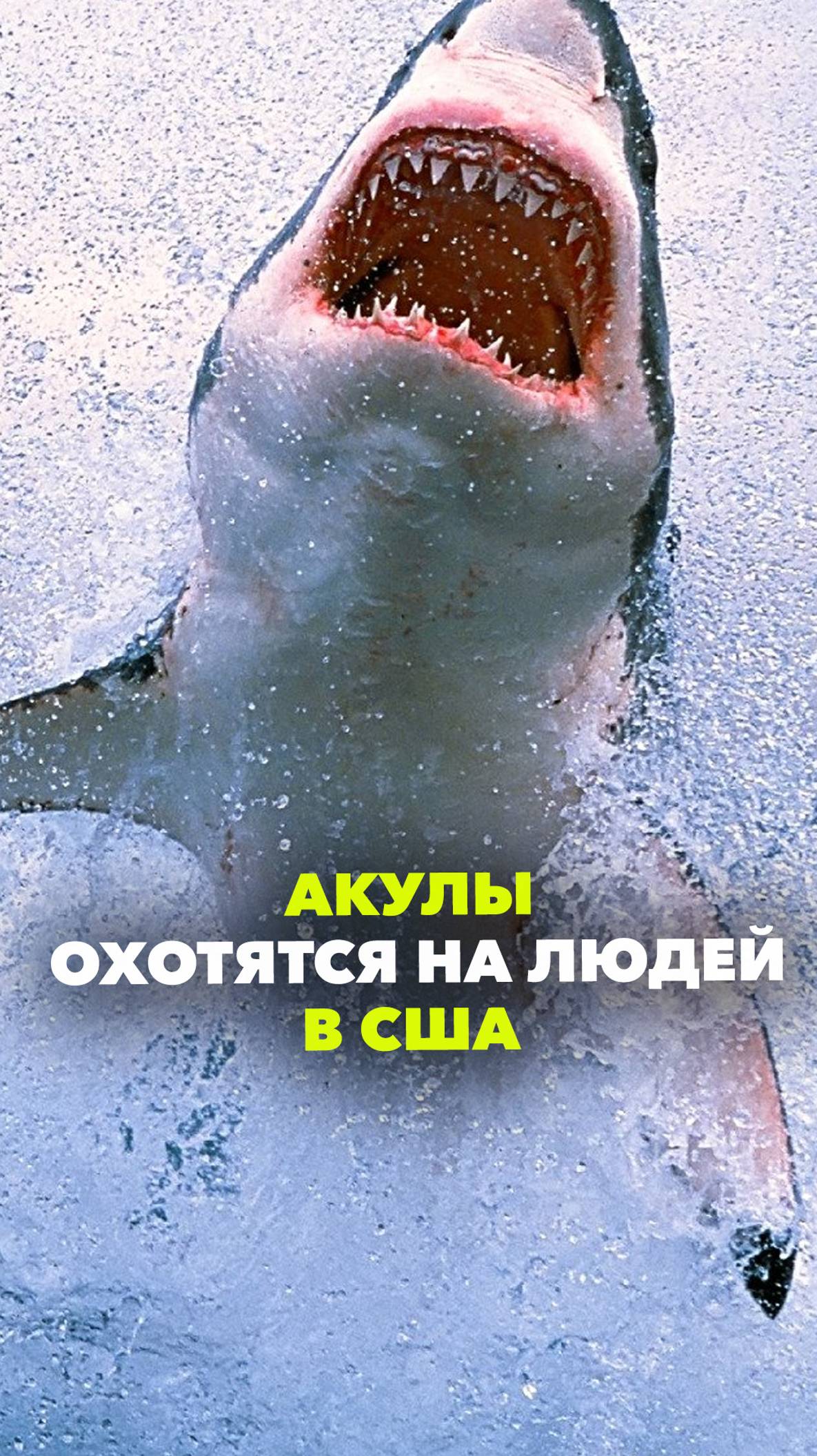 Акулы охотятся на людей в США: ужасающие кадры пиршества в воде у пляжа