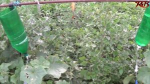 Капельный полив из медицинской капельницы.Drip irrigation from a medical dropper.