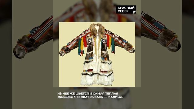 Какую пользу приносит северный олень? #Shorts