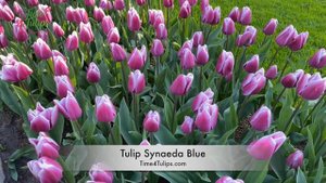 Tulip Synaeda Blue | Time4Tulips.com
